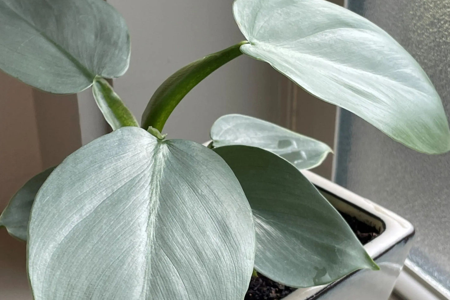 HOLIDAY SALE FREE SHIPPING Silver Sword Philodendron Starter Plant | Philodendron hastatum | Live Tropical Houseplant