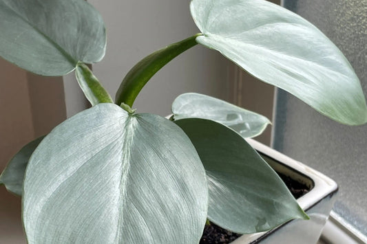 HOLIDAY SALE FREE SHIPPING Silver Sword Philodendron Starter Plant | Philodendron hastatum | Live Tropical Houseplant