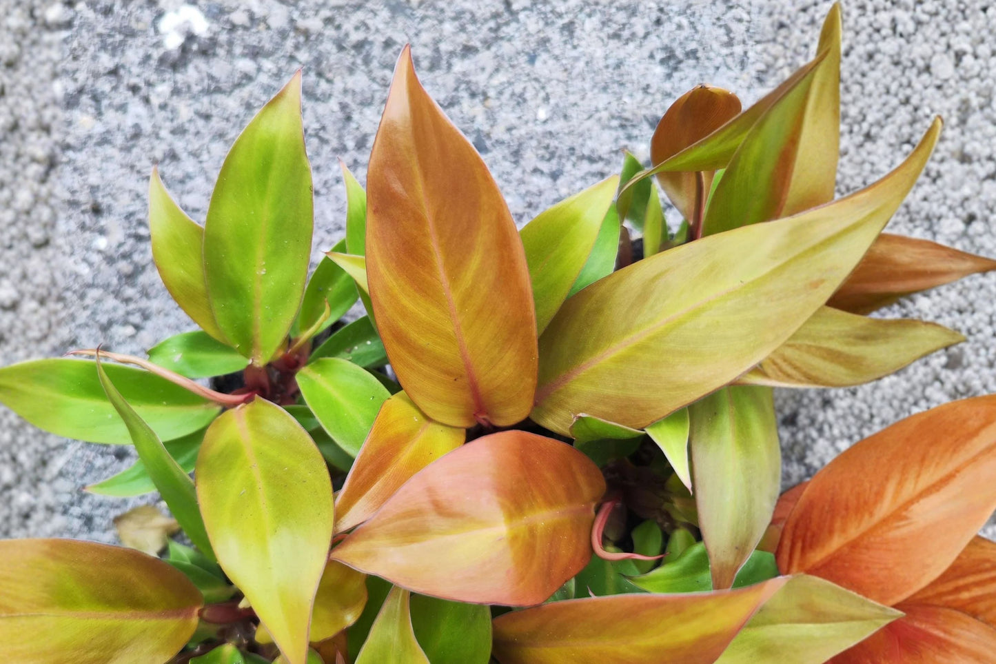 FREE SHIPPING Cherry Red Philodendron Starter Plant | Live Tropical Houseplant | Red Leaf Philodendron | Indoor Plant
