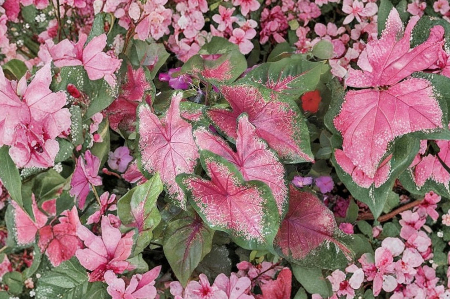 FREE SHIPPING Pink Carolyn Whorton Caladium Bulbs | Live Caladium Bulbs | Pink Elephant Ear | Shade Garden Plant