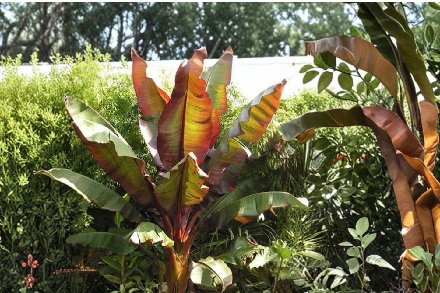 FREE SHIPPING Red Banana Tree Starter Plant | Live Ensete ventricosum 'Maurelii' | Tropical Ornamental Banana