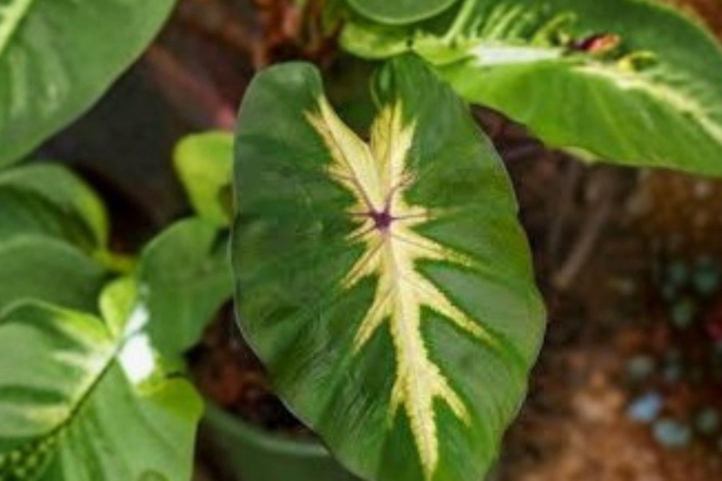 FREE SHIPPING Rare Royal Hawaiian Waikiki Alocasia Starter Plant | Live Elephant Ear | Tropical Houseplant | Variegated Foliage