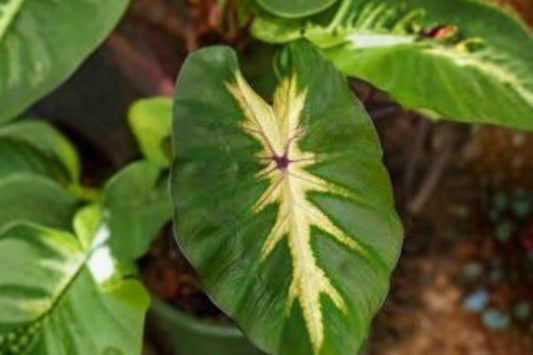 FREE SHIPPING Rare Royal Hawaiian Waikiki Alocasia Starter Plant | Live Elephant Ear | Tropical Houseplant | Variegated Foliage