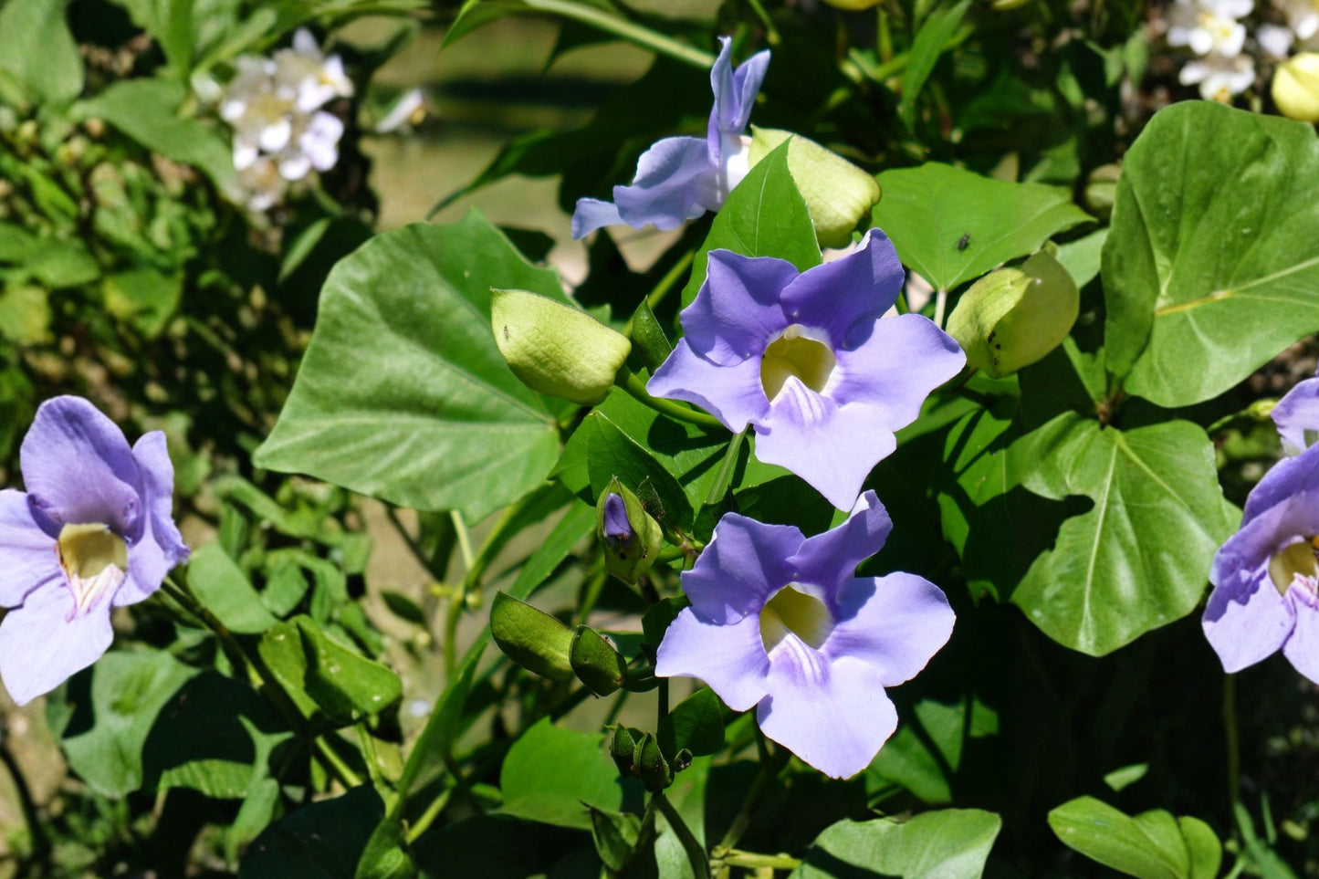 FREE SHIPPING Sky Blue Black Eyed Susan Vine Starter Plant | Live Thunbergia grandiflora | Blue Flowering Climbing Vine