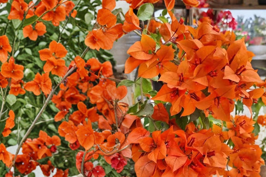 FREE SHIPPING 3 Pack Bougainvillea Mix Live Starter Plants | Red Orange Pink Purple White Flowering Tropical Vine Assorted Colors
