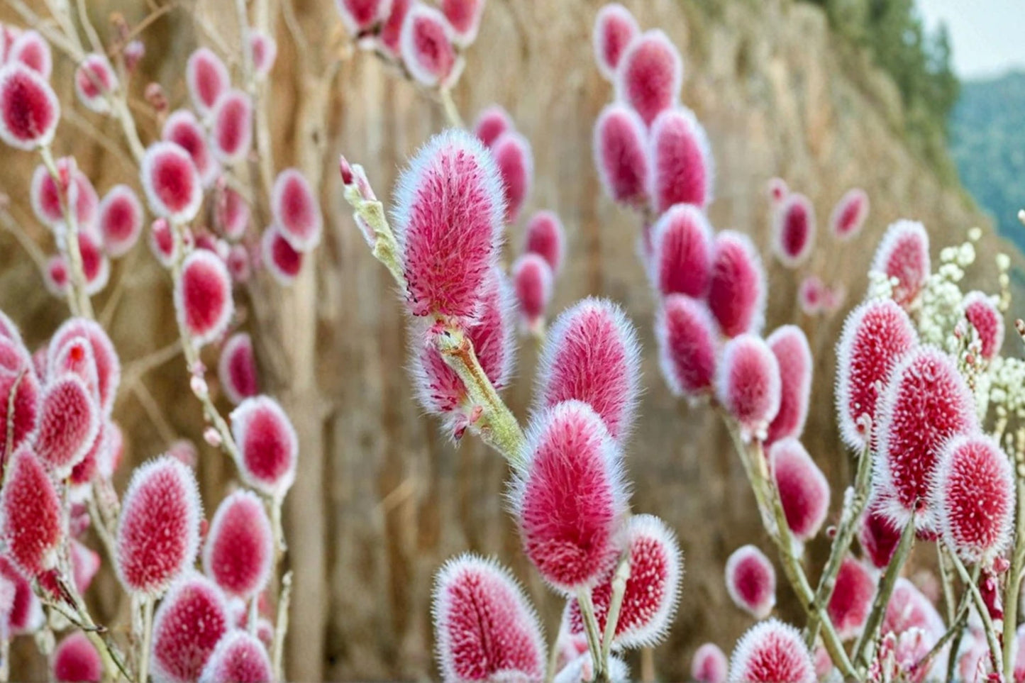 FREE SHIPPING Pink Pussy Willow Starter Live Tree | Live Salix integra 'Hakuro Nishiki' | Variegated Willow Shrub