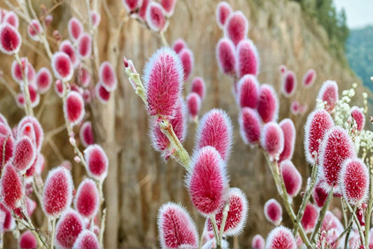 FREE SHIPPING Pink Pussy Willow Starter Live Tree | Live Salix integra 'Hakuro Nishiki' | Variegated Willow Shrub