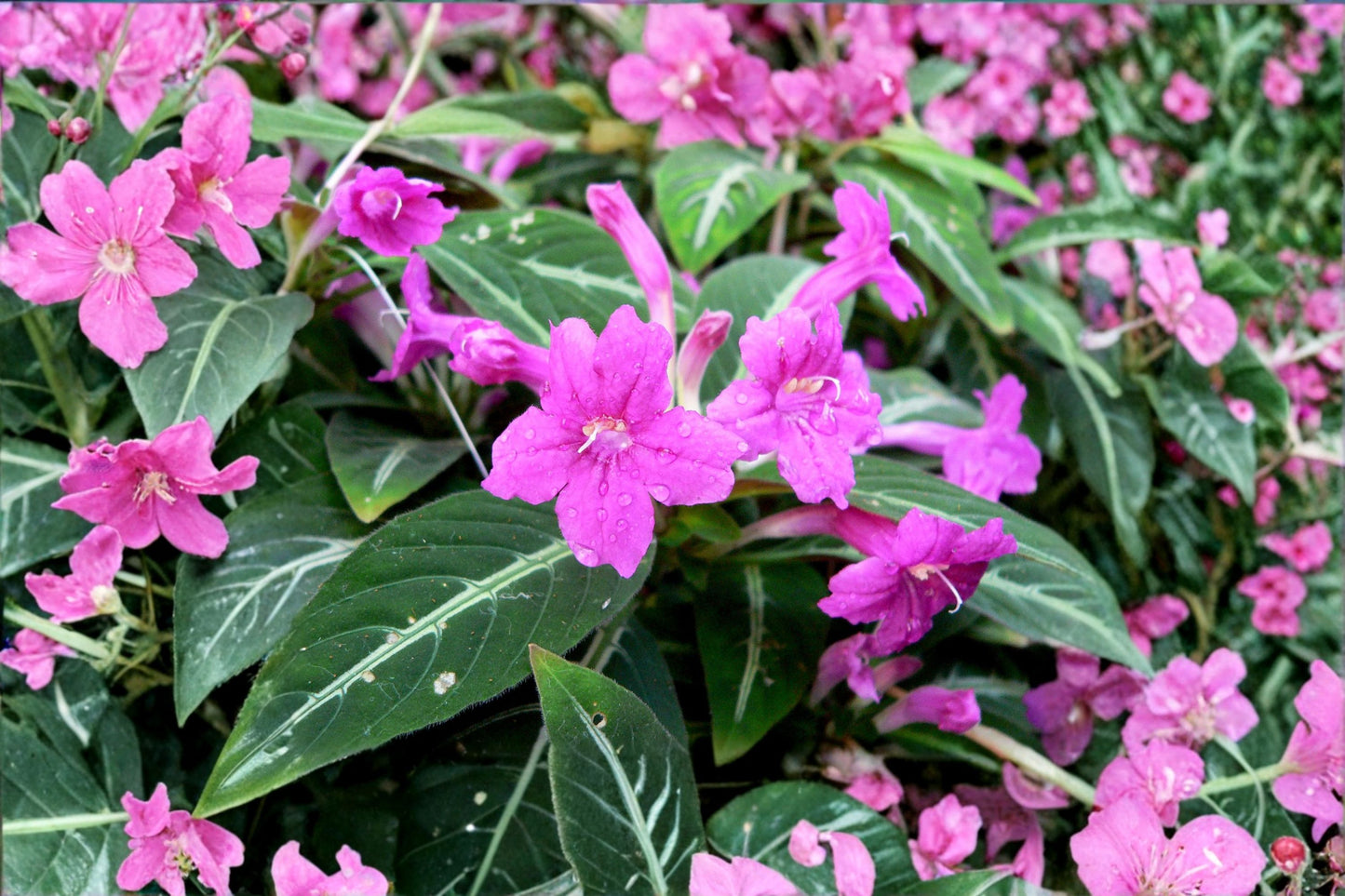 SUPER SALE FREE SHIPPING Black Monkey Plant Starter | Live Ruellia makoyana | Velvet Vine | Mexican Petunia | Rare Houseplant
