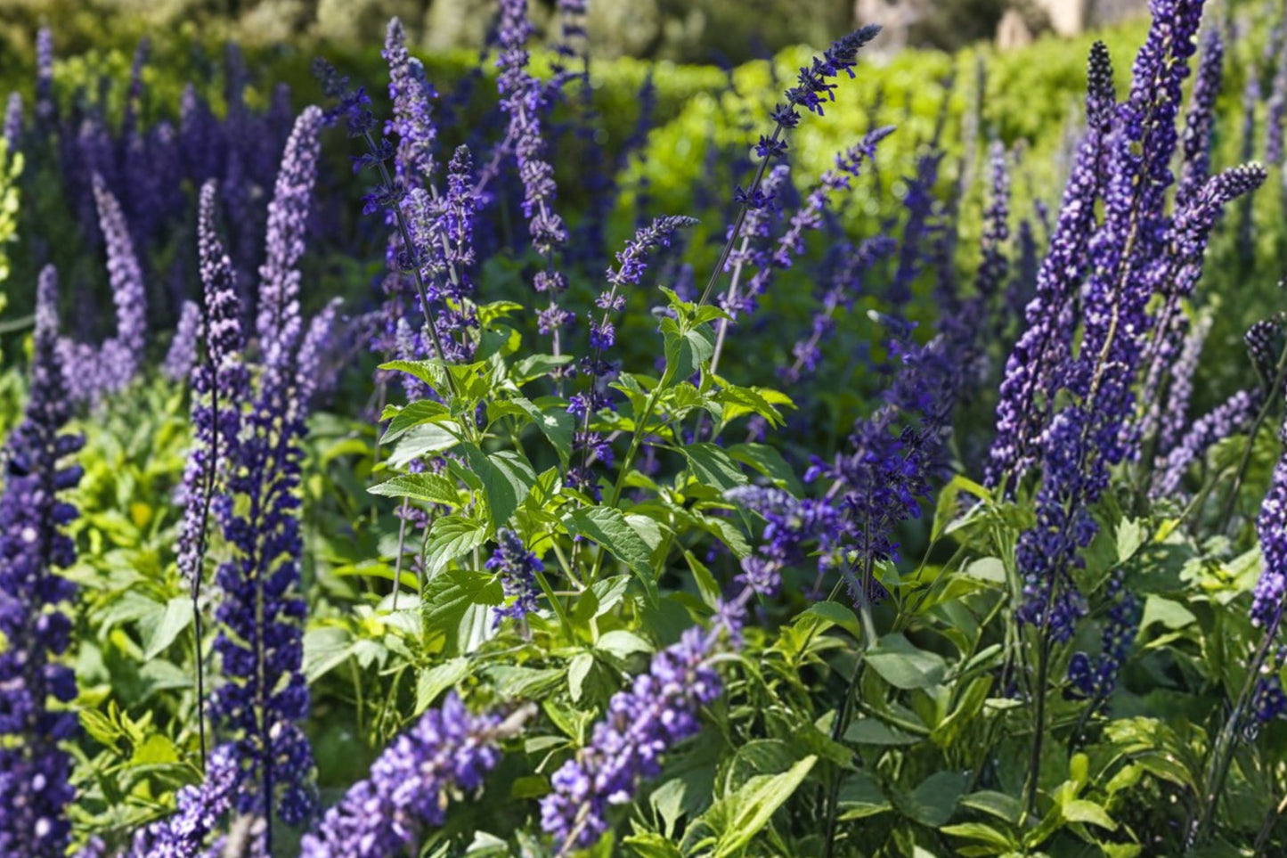 FREE SHIPPING Indigo Spires Salvia Starter Plant | Live Salvia longispicata × farinacea | Blue Flowering Perennial