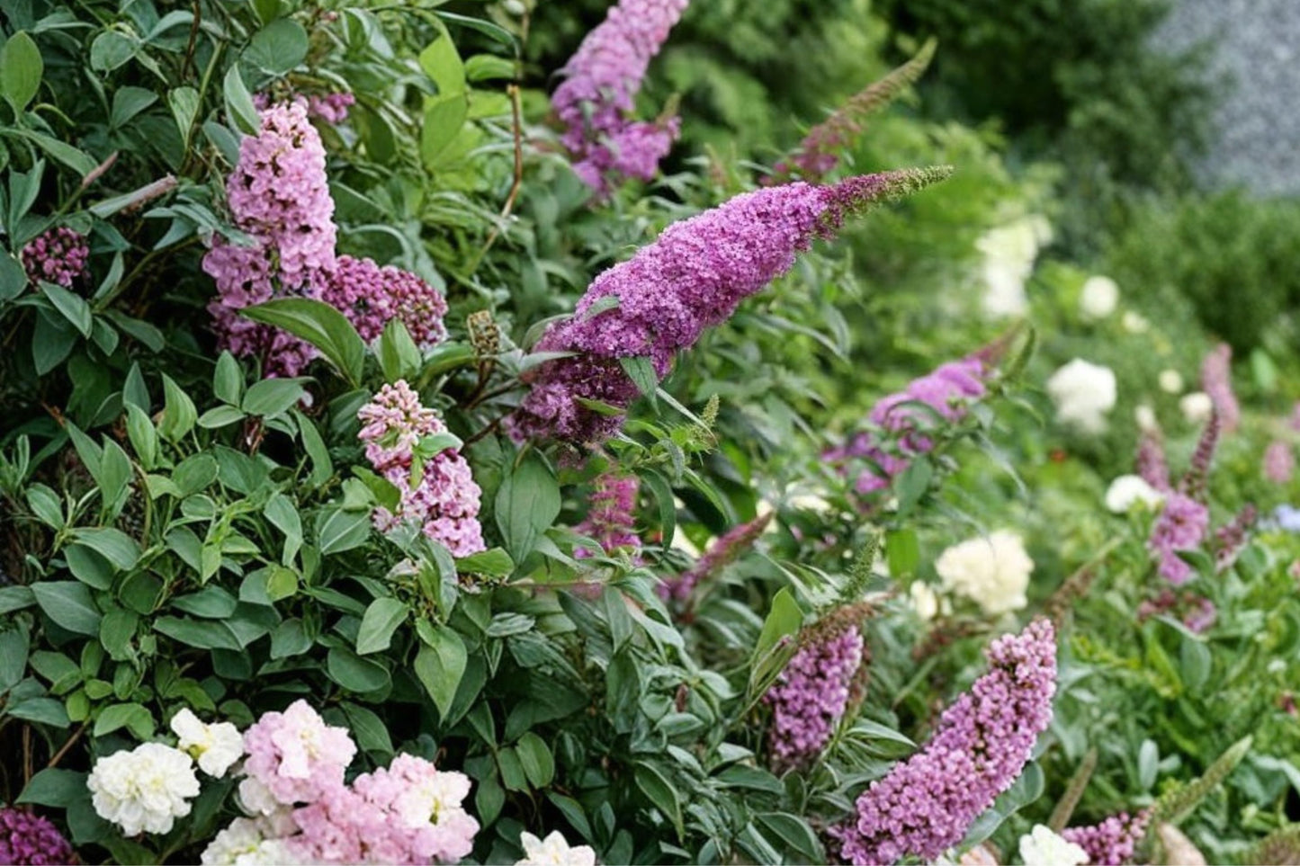 FREE SHIPPING Rosie Posie Pink Butterfly Bush Starter Plant | Live Buddleja 'Rosie Posie' | Pink Flowering Shrub | Pollinator Plant