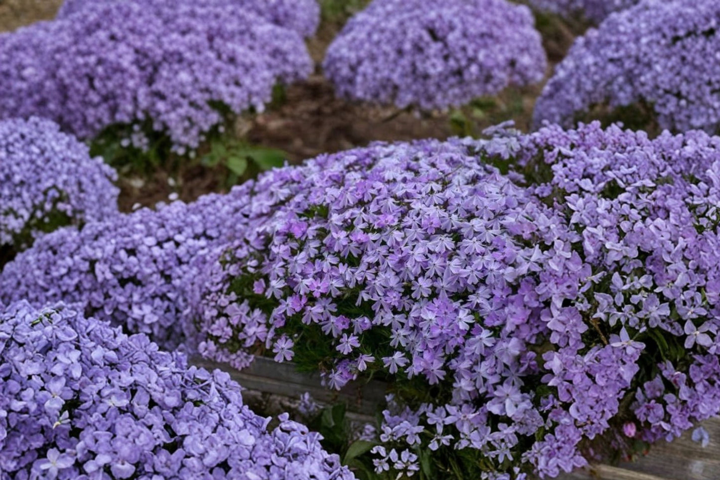 FREE SHIPPING Emerald Blue Phlox Starter Plant | Live Phlox subulata | Creeping Phlox Ground Cover | Spring Flowering Perennial