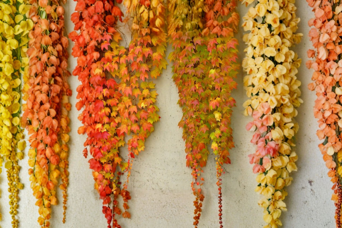 FREE SHIPPING Boston Ivy Vine Starter Plant | Live Parthenocissus tricuspidata | Fast Growing Climbing Vine | Wall & Fence Cover