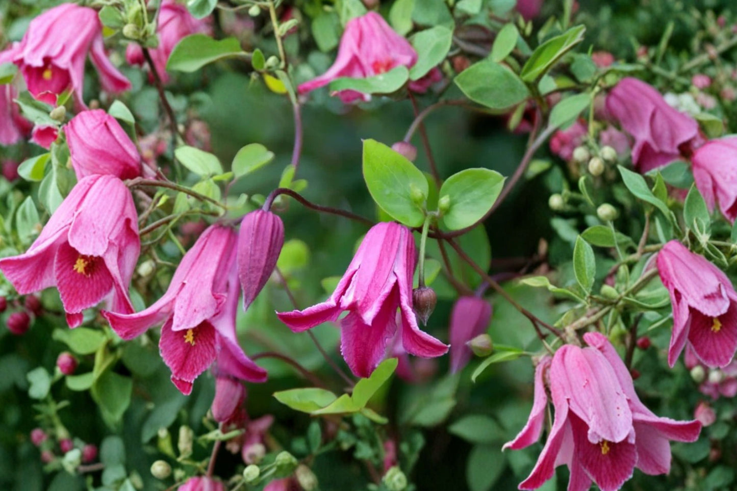 FREE SHIPPING Etoile Rose Clematis Starter Plant | Live Clematis 'Etoile Rose' | Pink Flowering Climbing Vine | Garden Plant