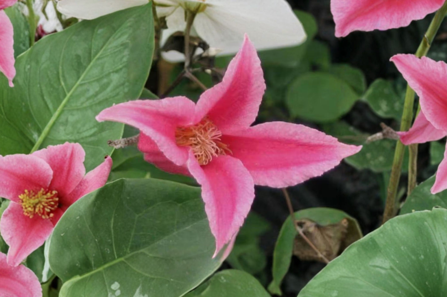 FREE SHIPPING Princess Diana Clematis Starter Plant | Live Clematis texensis 'Princess Diana' | Tulip Flowering Vine
