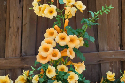 FREE SHIPPING Yellow Trumpet Vine Starter Plant | Live Campsis radicans | Trumpet Creeper Climbing Vine | Hummingbird Garden