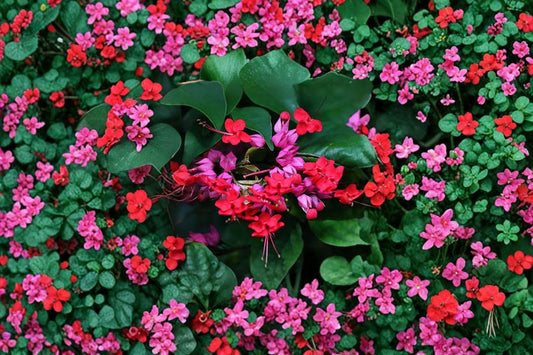 FREE SHIPPING Purple & Red Bleeding Heart Tropical Vine Starter Plant | Live Clerodendrum thomsoniae | Glory Bower Vine