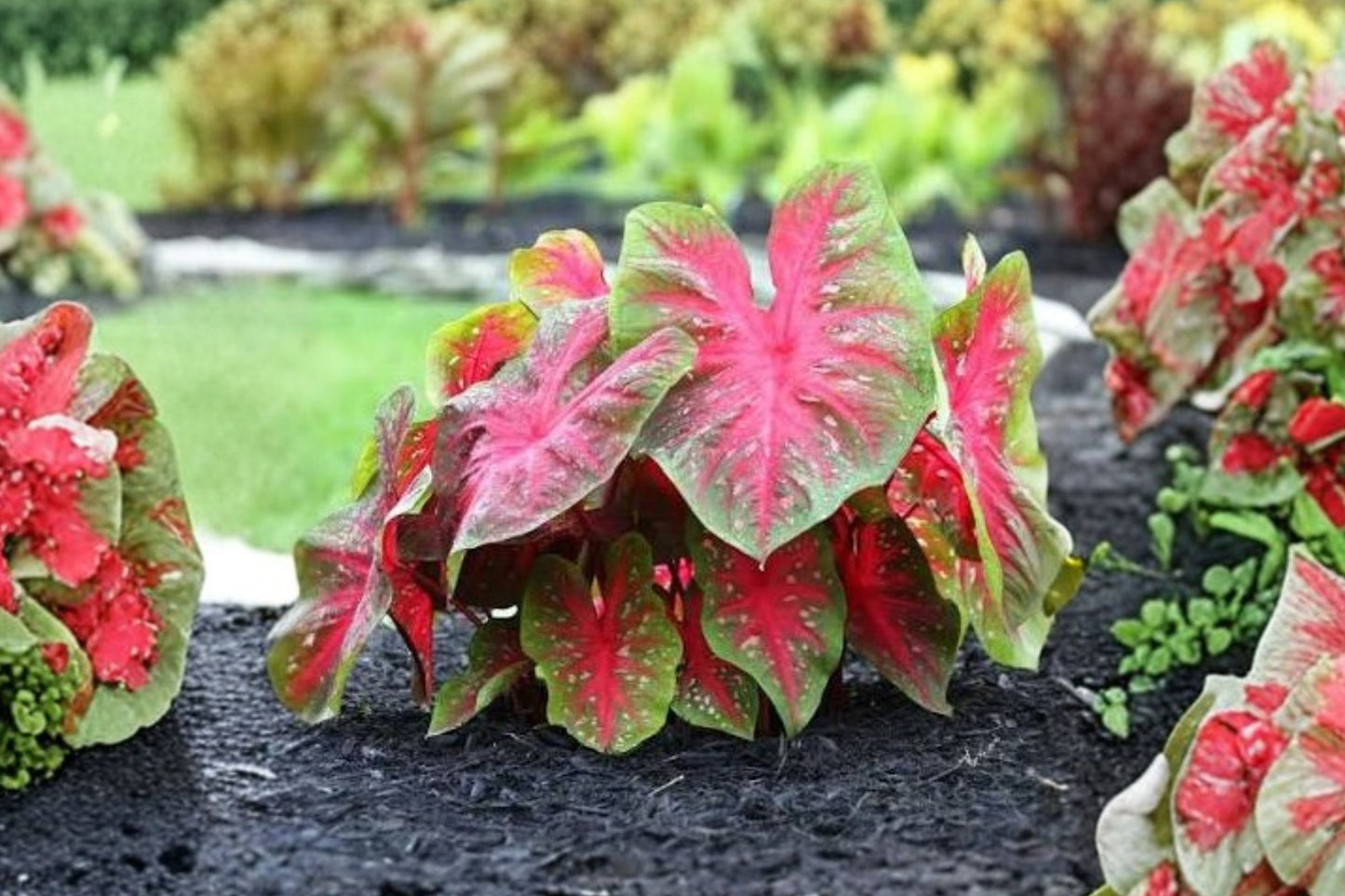 FREE SHIPPING Red Flash Caladium Live Bulbs | Caladium bicolor 'Red Flash' | Fancy Leaf Elephant Ear | Shade Garden Plant