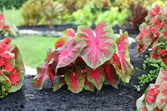 FREE SHIPPING Red Flash Caladium Live Bulbs | Caladium bicolor 'Red Flash' | Fancy Leaf Elephant Ear | Shade Garden Plant
