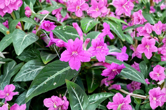 SUPER SALE FREE SHIPPING Black Monkey Plant Starter | Live Ruellia makoyana | Velvet Vine Mexican Petunia Houseplant
