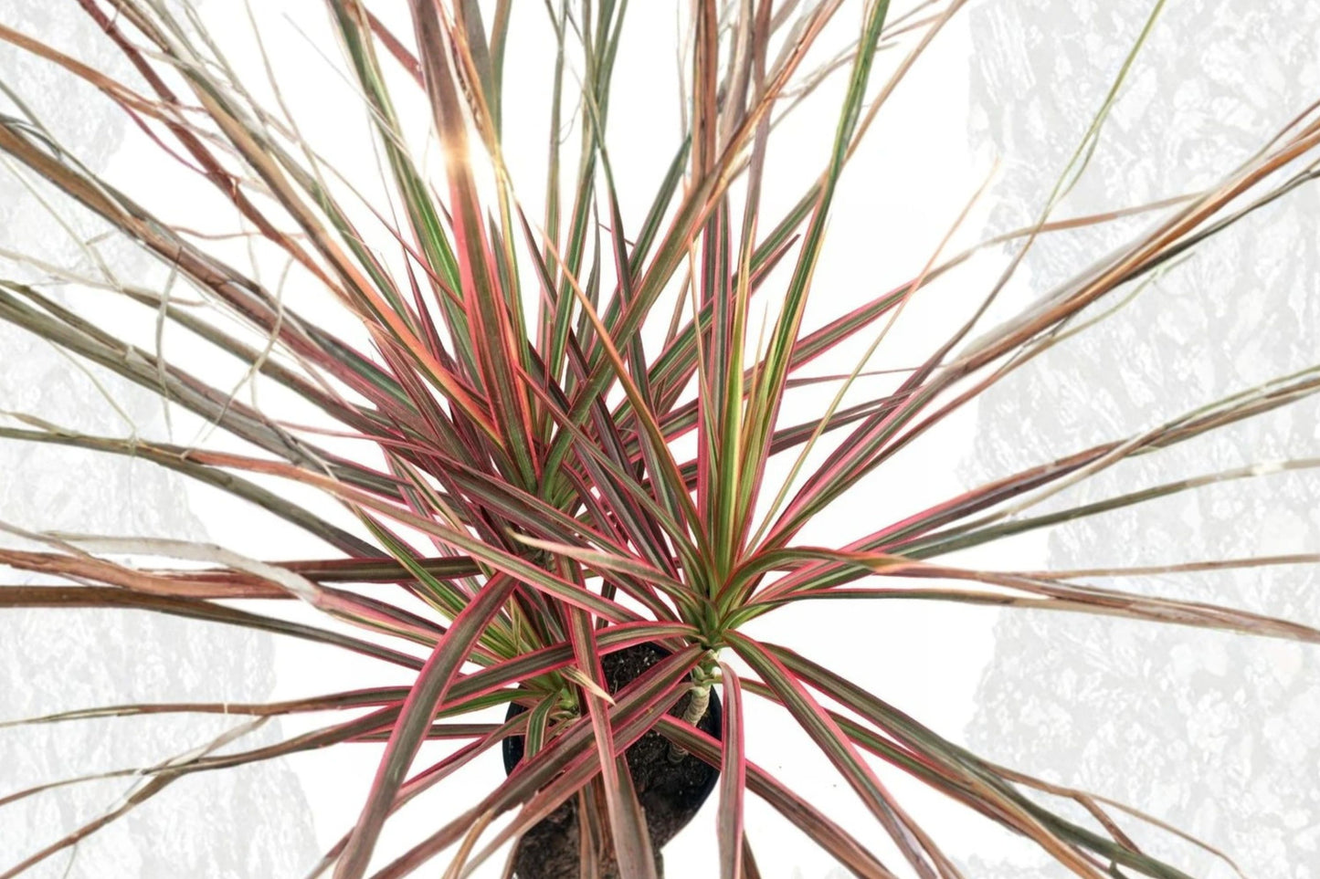 FREE SHIPPING Dracaena Magenta Madagascar Dragon Tree Starter Plant | Live Dracaena marginata 'Magenta' | Houseplant