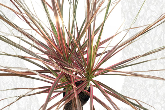 FREE SHIPPING Dracaena Magenta Madagascar Dragon Tree Starter Plant | Live Dracaena marginata 'Magenta' | Houseplant