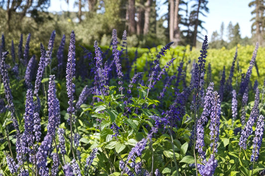 FREE SHIPPING Indigo Spires Salvia Starter Plant | Live Salvia 'Indigo Spires' | Blue Flowering Perennial | Pollinator Plant