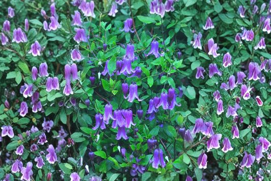FREE SHIPPING Blue Bells Clematis Roguchi Starter Plant | Live Clematis 'Rooguchi' | Blue Bell Flowering Climbing Vine