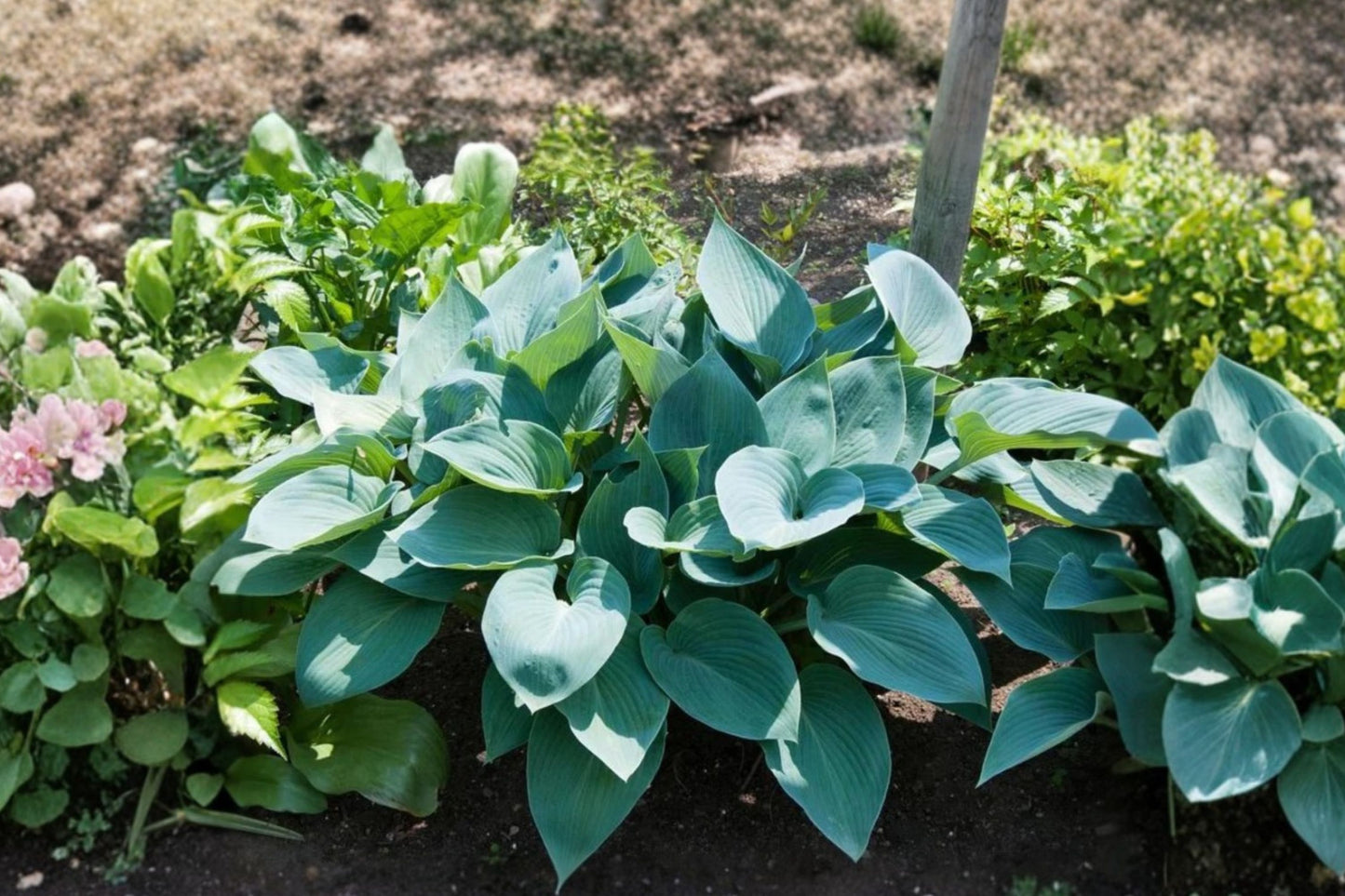 FREE SHIPPING 3 Pack Mixed Hosta Starter Plants | Live Hosta Varieties | Shade Perennial Garden Plants | Colorful Foliage
