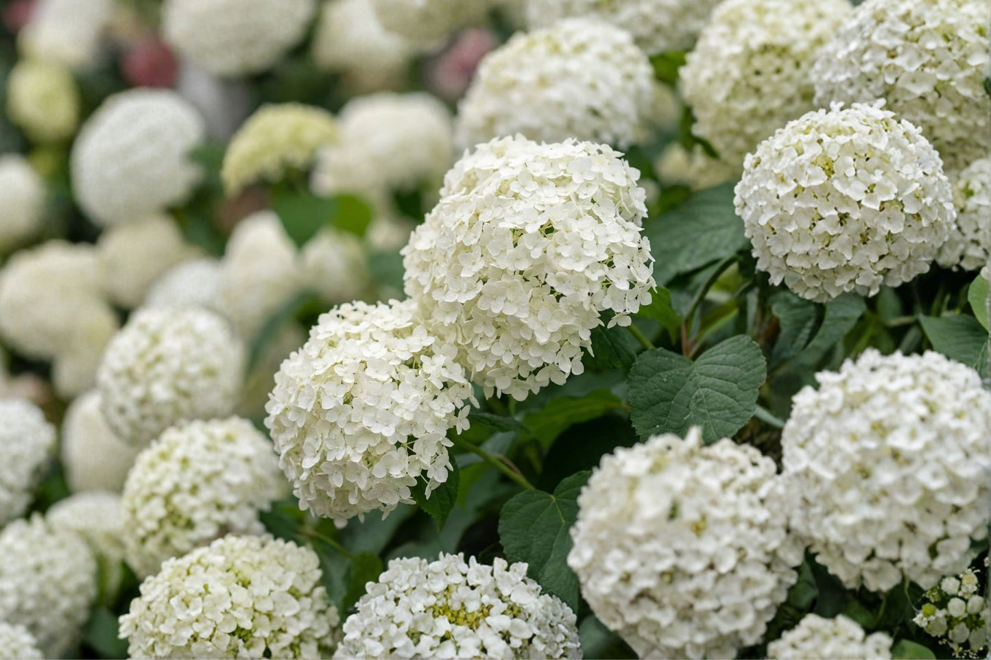 FREE SHIPPING Annabelle Hydrangea Starter Plant | Live Hydrangea arborescens 'Annabelle' | White Flowering Shrub