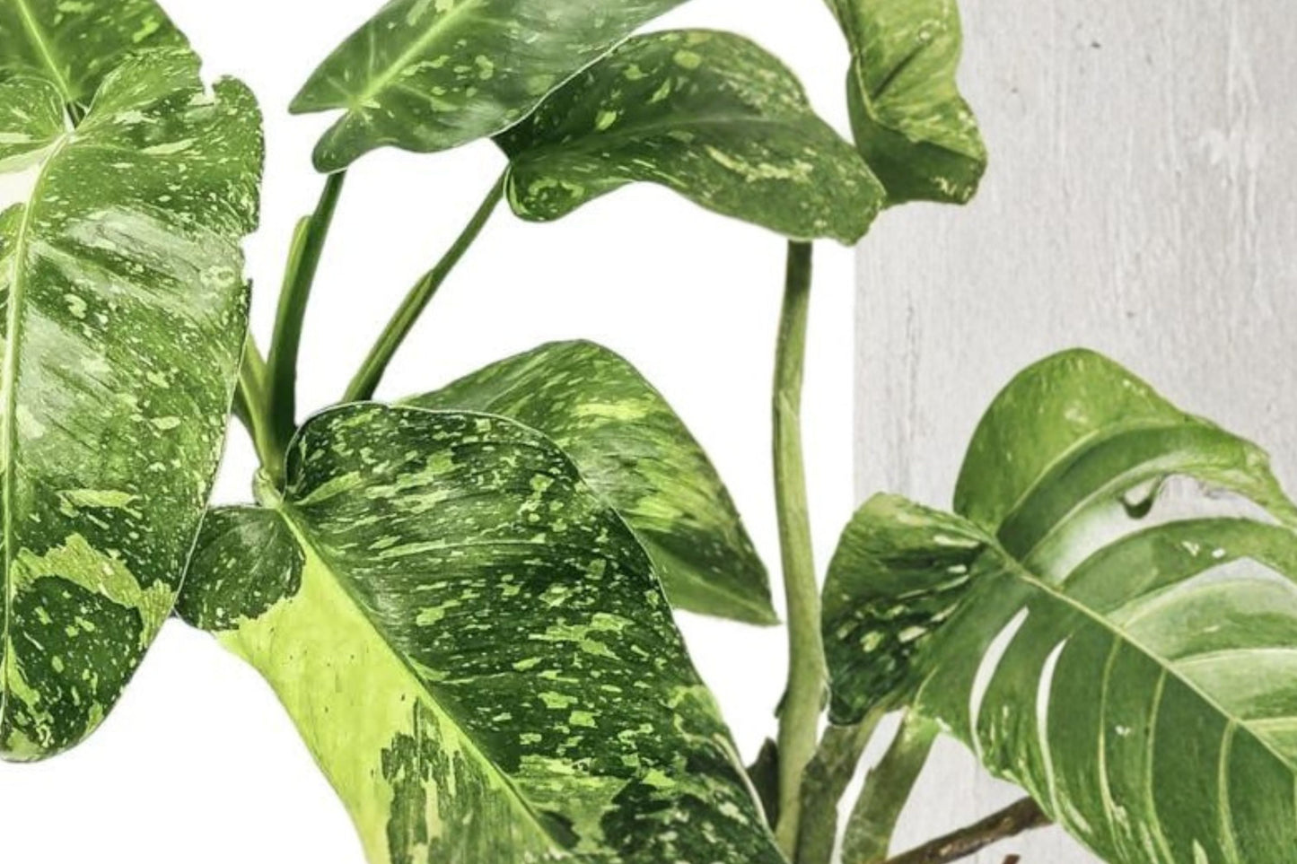 FREE SHIPPING Jose Buono Philodendron Starter Plant | Live Philodendron 'Jose Buono' | Rare Variegated Aroid Houseplant