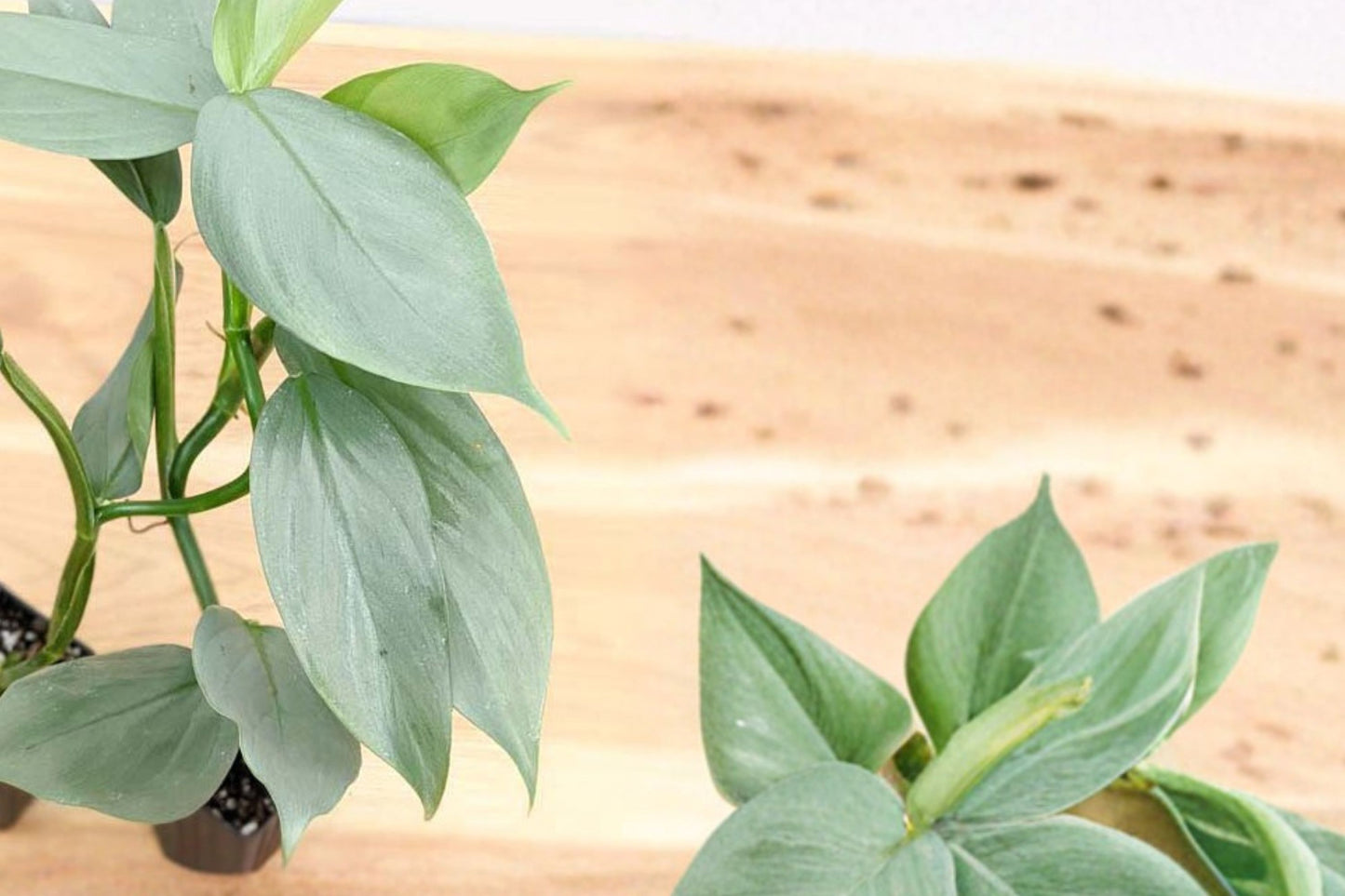 HOLIDAY SALE FREE SHIPPING Silver Sword Philodendron Starter Plant | Live Philodendron hastatum | Blue Silver Houseplant