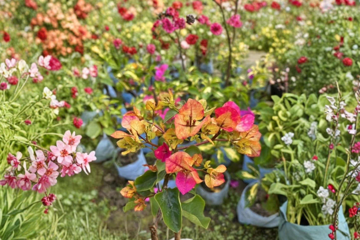 FREE SHIPPING 3 Pack Mixed Bougainvillea Starter Plants | Live Bougainvillea | Red Orange Pink Purple White Flowering Vines