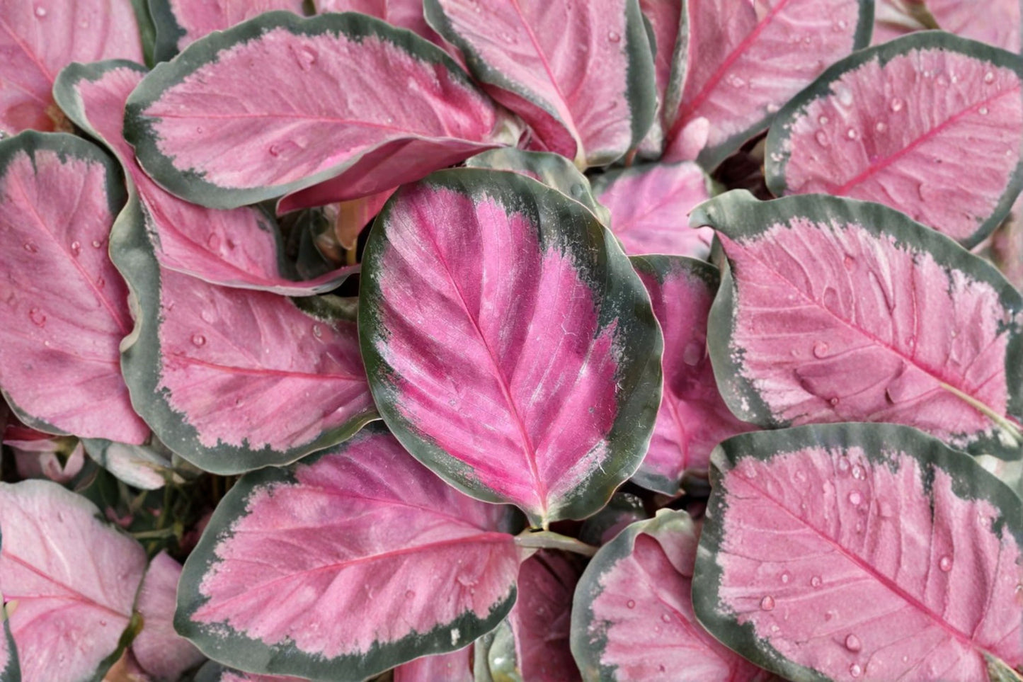 FREE SHIPPING Calathea Rosy Starter Plant | Live Goeppertia roseopicta 'Rosy' | Pink Prayer Plant | Tropical Houseplant