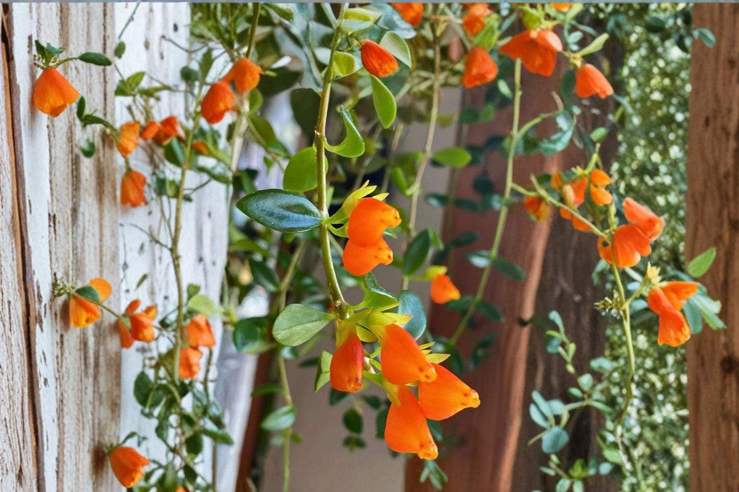 SUPER SALE FREE SHIPPING Goldfish Plant Starter | Live Nematanthus gregarius | Trailing Houseplant with Orange Blooms