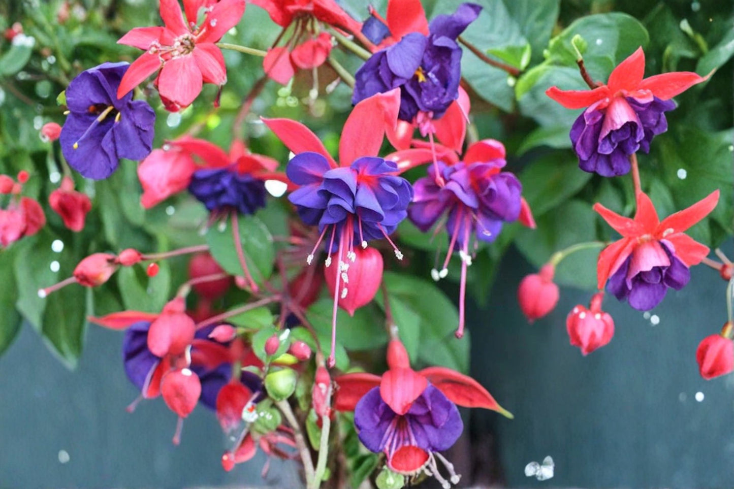 FREE SHIPPING Blue Eyes Fuchsia Starter Plant | Live Fuchsia 'Blue Eyes' | Purple & White Flowering Plant | Hanging Basket