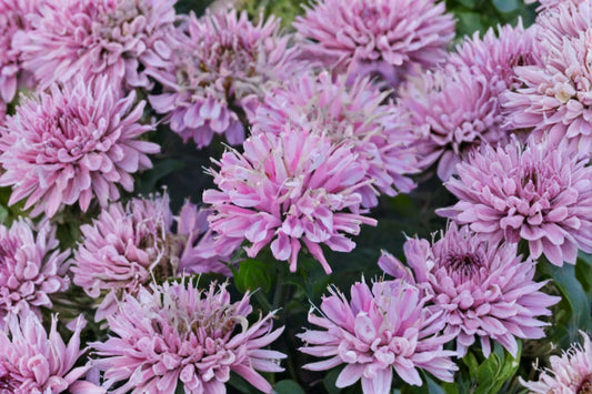 FREE SHIPPING Pink Frosting Bee Balm Starter Plant | Live Monarda 'Pink Frosting' | Pink Flowering Perennial | Pollinator Plant