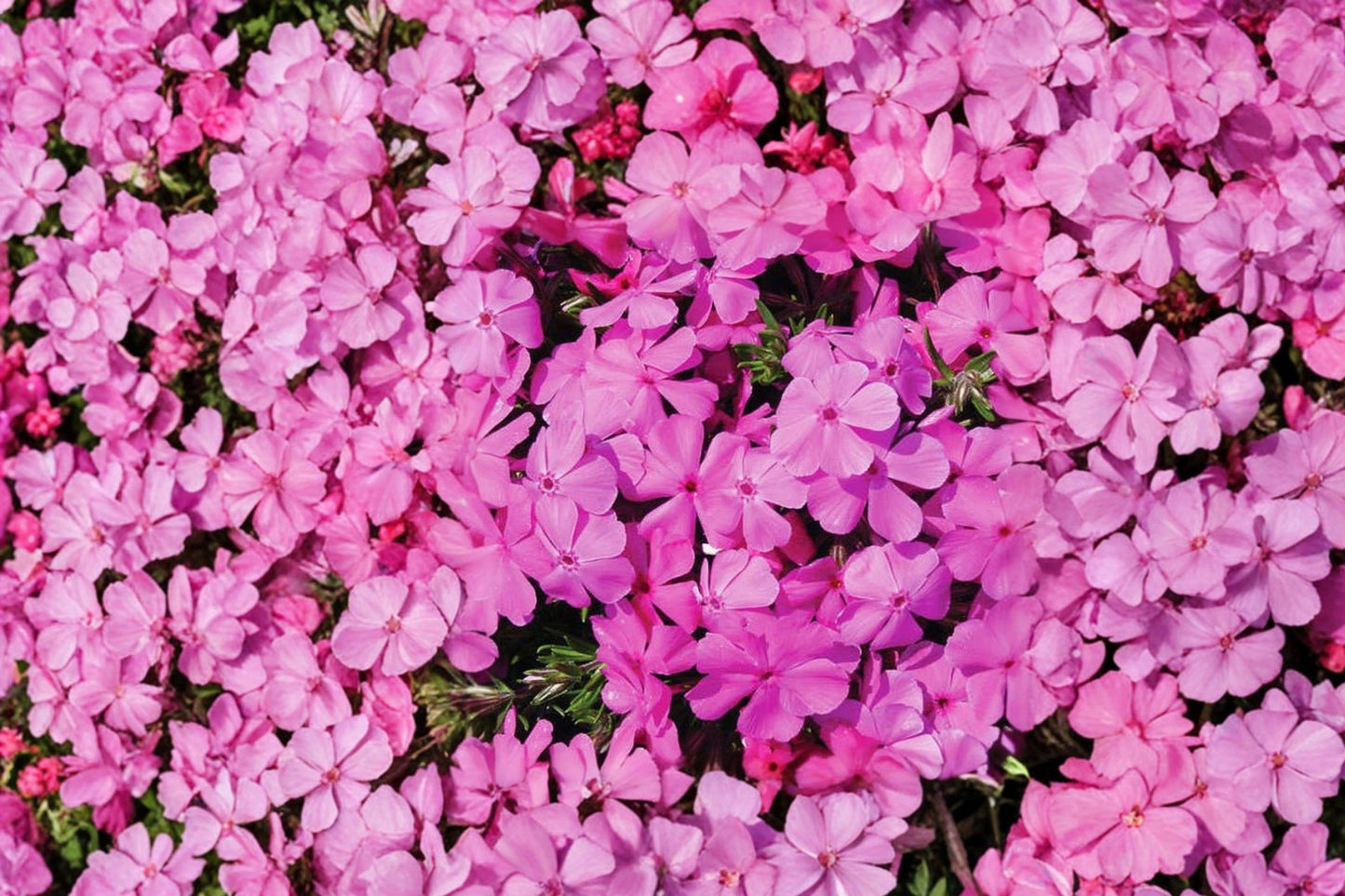 FREE SHIPPING Drummond's Pink Phlox Starter Plant | Live Phlox drummondii | Pink Flowering Annual | Pollinator Garden