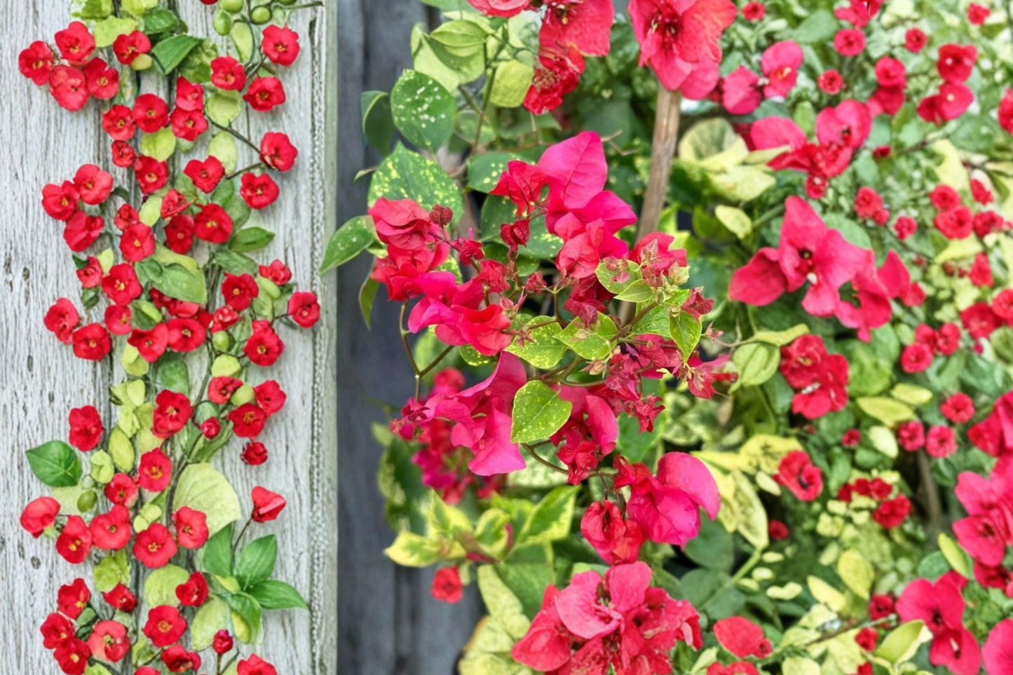 FREE SHIPPING Double Red Bougainvillea Vine Starter Plant | Live Bougainvillea | Red Flowering Tropical Climbing Vine