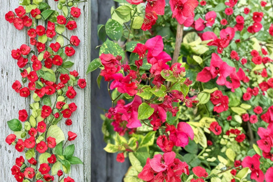 FREE SHIPPING Double Red Bougainvillea Vine Starter Plant | Live Bougainvillea | Red Flowering Tropical Climbing Vine