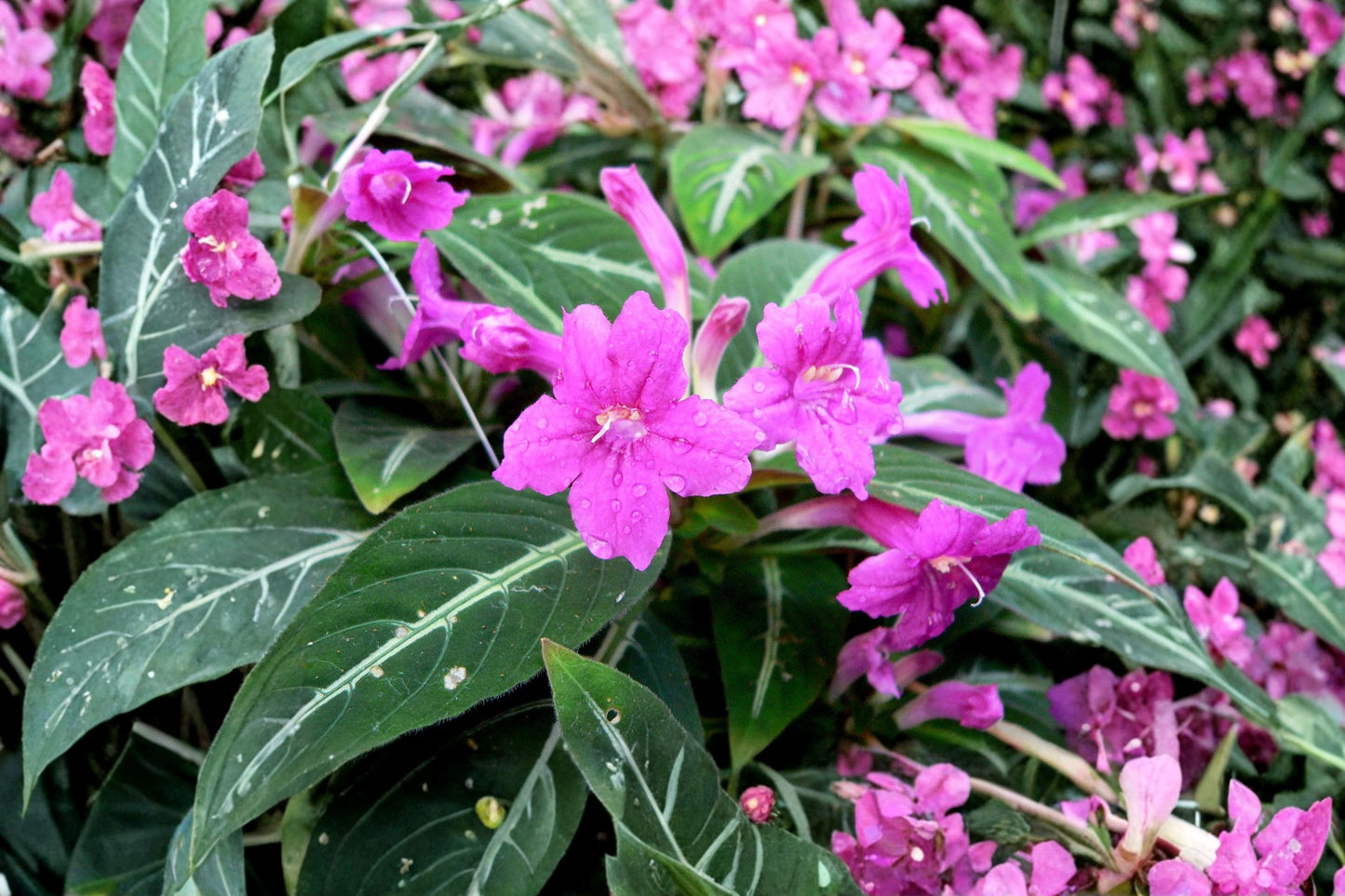 SUPER SALE FREE SHIPPING Black Monkey Plant Starter | Live Ruellia makoyana | Velvet Vine | Mexican Petunia Houseplant