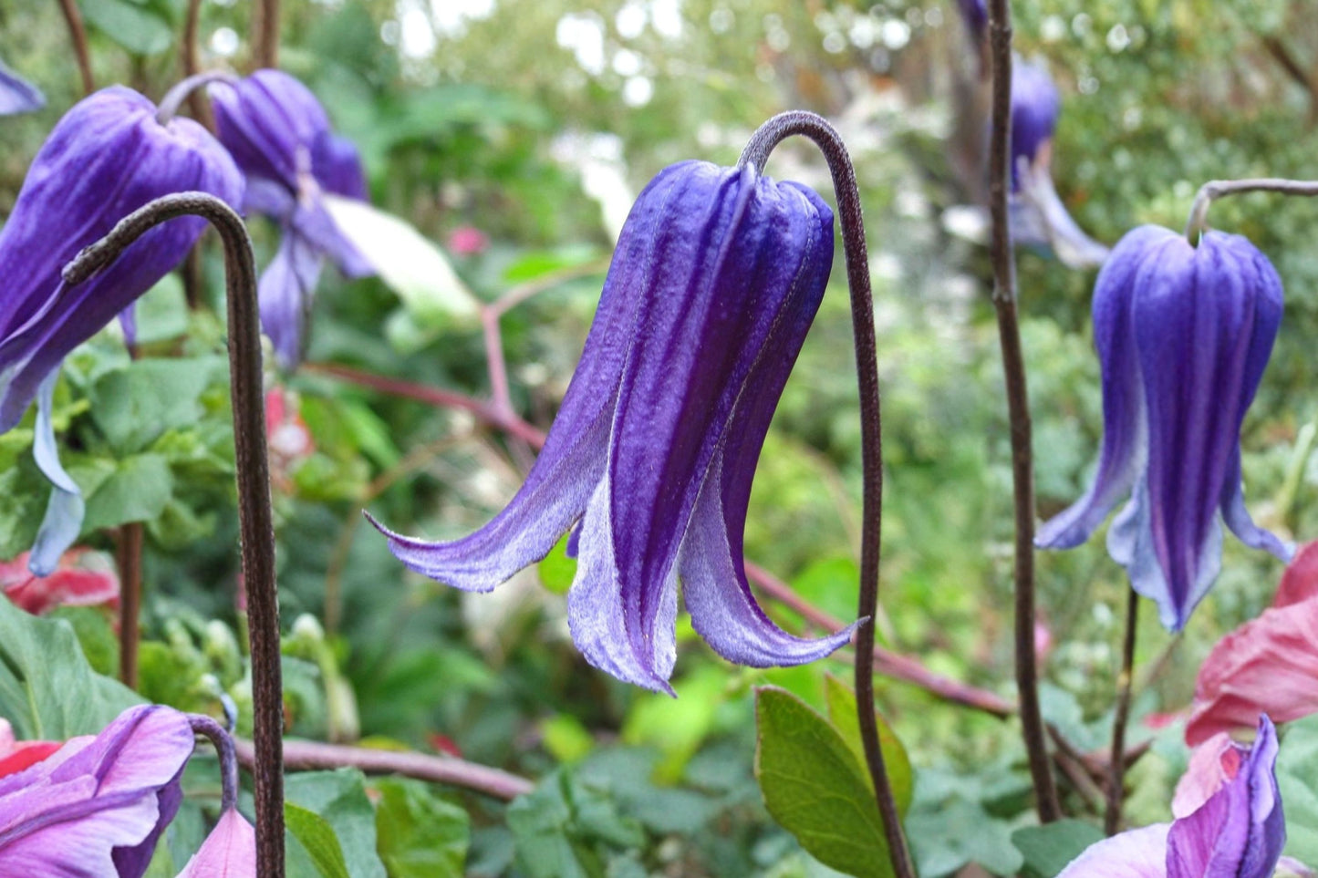 FREE SHIPPING Blue Bells Clematis Roguchi Starter Plant | Live Clematis 'Roguchi' | Blue Bell Flowering Climbing Vine