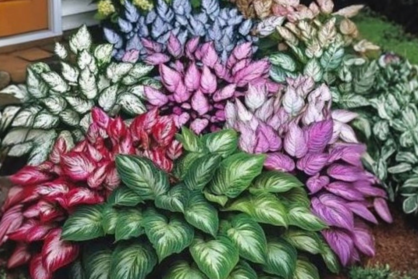 FREE SHIPPING 3 Pack Mixed Hosta Starter Plants | Live Hosta Variety Pack | Shade Perennial Garden Plants | Mixed Hostas
