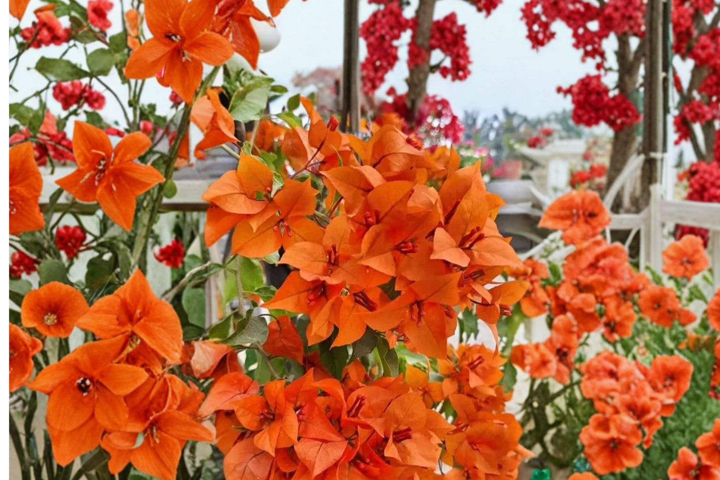 FREE SHIPPING 3 Pack Mixed Bougainvillea Starter Plants | Live Red Orange Pink Purple White Flowering Tropical Vines