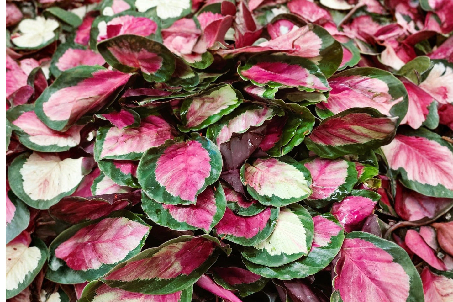 FREE SHIPPING Calathea Rosy Starter Plant | Live Goeppertia roseopicta 'Rosy' | Pink Prayer Plant | Tropical Houseplant