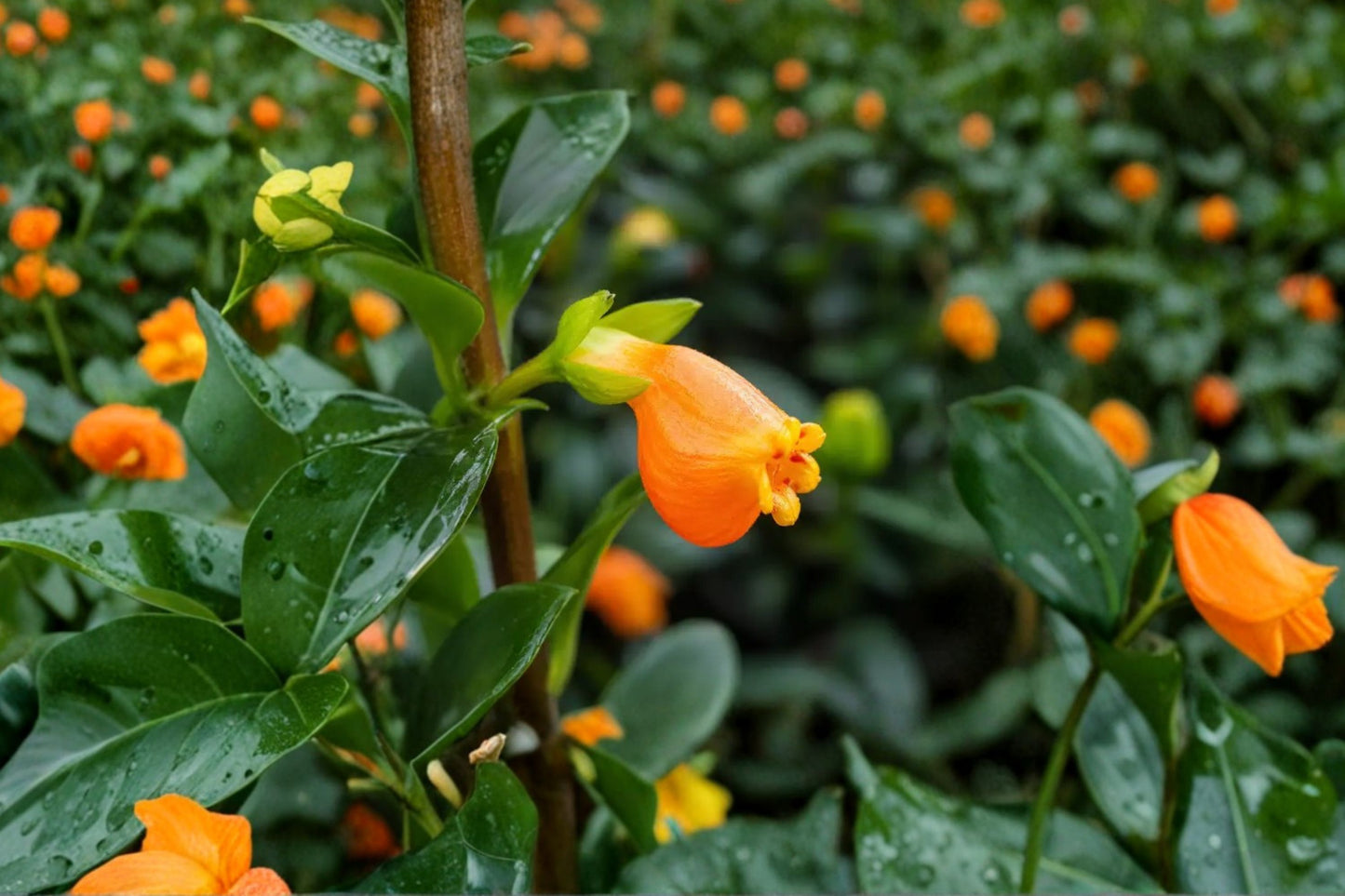 SUPER SALE FREE SHIPPING Goldfish Plant Starter | Live Nematanthus gregarius | Trailing Houseplant with Orange Blooms