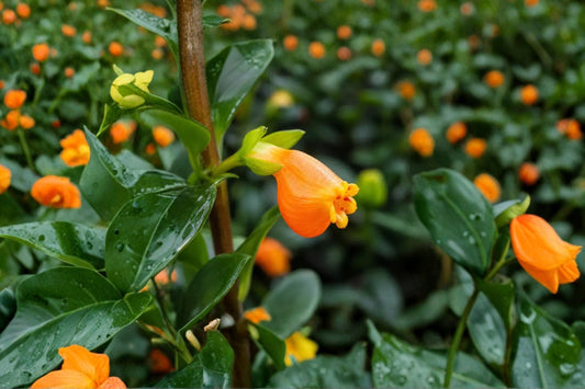 SUPER SALE FREE SHIPPING Goldfish Plant Starter | Live Nematanthus gregarius | Trailing Houseplant with Orange Blooms