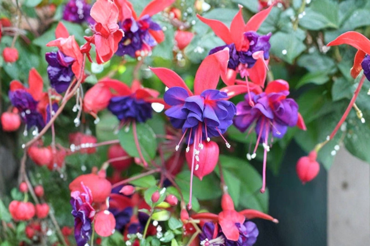 FREE SHIPPING Blue Eyes Fuchsia Starter Plant | Live Fuchsia 'Blue Eyes' | Purple & White Flowering Plant | Hanging Basket