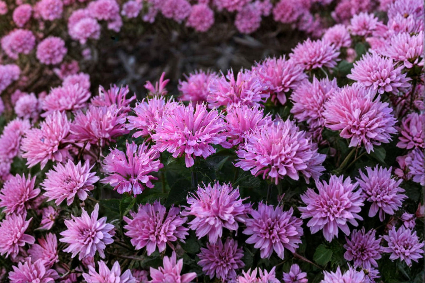 FREE SHIPPING Pink Frosting Bee Balm Starter Plant | Live Monarda 'Pink Frosting' | Pink Flowering Perennial | Pollinator Plant