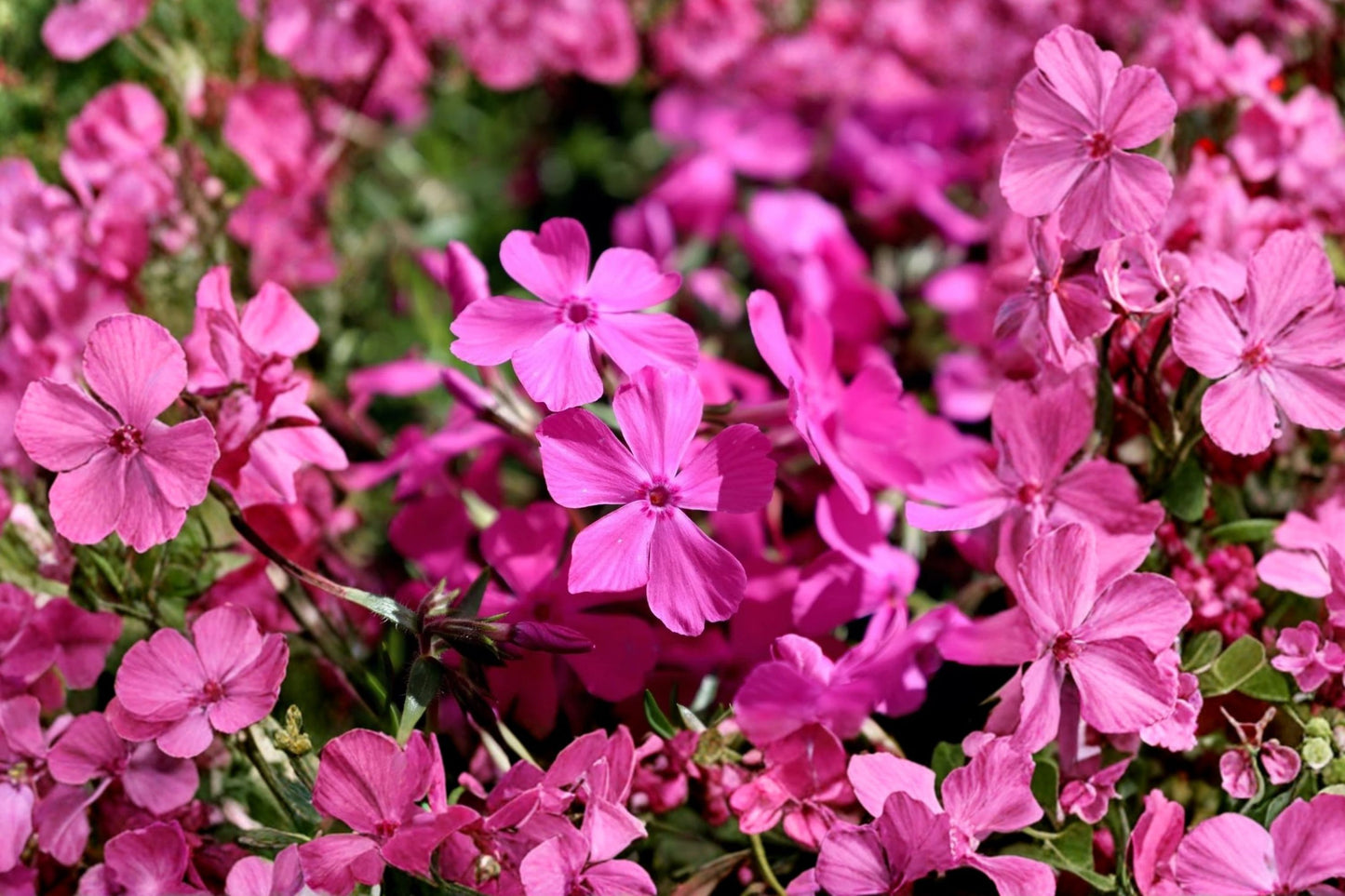 FREE SHIPPING Drummond's Pink Phlox Starter Plant | Live Phlox drummondii | Pink Flowering Annual | Pollinator Garden