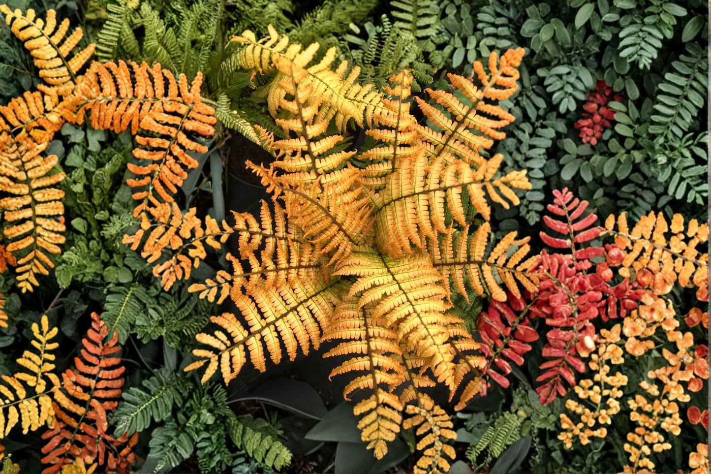 FREE SHIPPING Jurassic Gold Fern Starter Plant | Live Microsorum punctatum 'Jurassic Gold' | Rare Tropical Houseplant